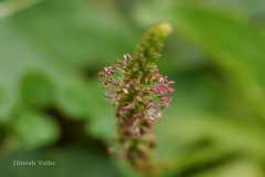 Plantago major